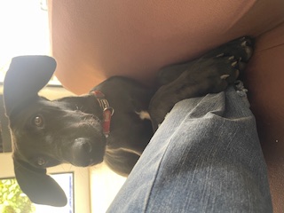 Family dog Athena